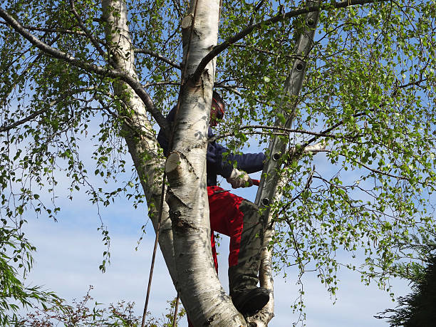 Trusted Wormleysburg, PA Tree Services Experts