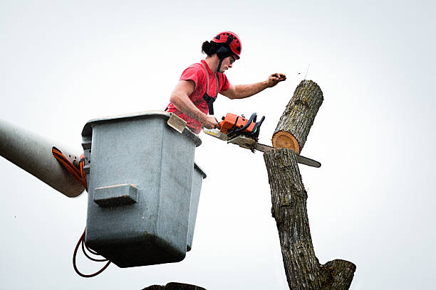 How Our Tree Care Process Works  in  Wormleysburg, PA